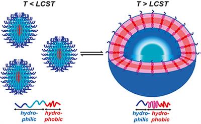 Asymmetrical Polymer Vesicles for Drug delivery and Other Applications